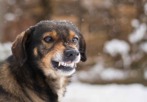 В Одесской области собака покусала женщину: пострадавшая в тяжелом состоянии. 