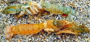 На пляж Одеської області штормом викинуло гігантських рачків