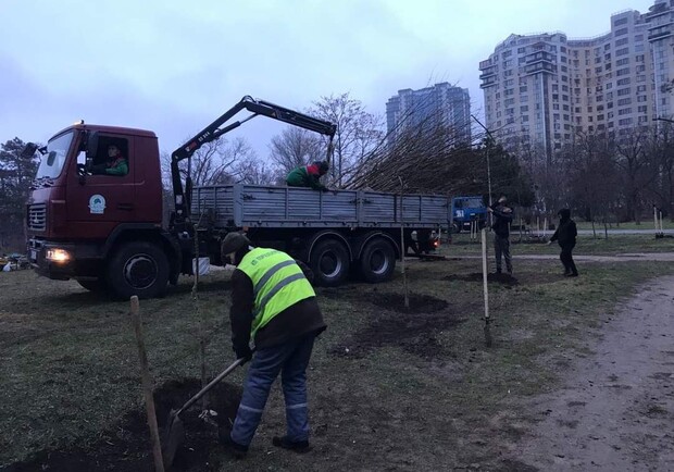 У парку Перемоги комунальники висадили 63 саджанці софори. 