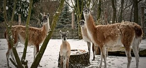 Посмотри: в Киевском зоопарке родился детеныш гуанако