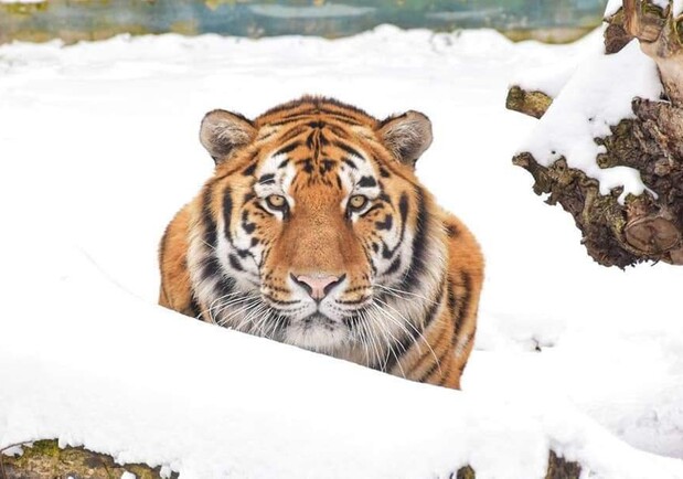 В Одесском зоопарке показали животных в снегу - фото