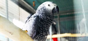 У Київському зоопарку живуть врятовані на війні папужки (фото)