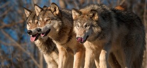 На Львівщині активізувалися вовки, мешканців просять бути обережними