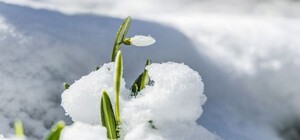 На Львівщині заквітли підсніжники 