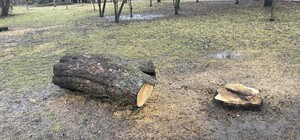 В парке Отрадный вырубили десятки деревьев - фото