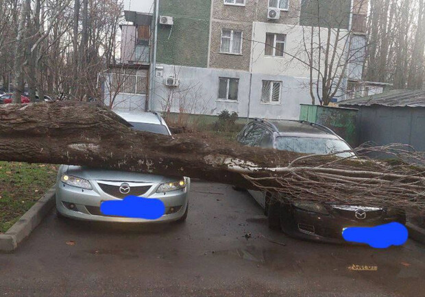 В Одесі почався деревопад через сильний вітер - фото