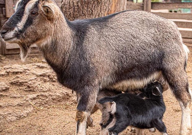В Одеському зоопарку народилися милі козенята та ягнята - фото