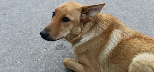 На Киевщине мужчина хладнокровно убил собаку, выбросив ее из окно многоэтажки