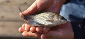 У Дніпропетровській області встановили нові правила рибальства: що змінилося