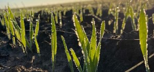 На Одещині стартувала посівна