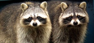 В Киевском зоопарке создали 19 новых пар: как на них посмотреть