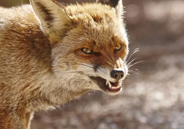 Стало больше волков и лис: в Одесской области участились случаи бешенства среди животных. 