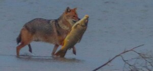Як на Одещині шакал упіймав величезну рибу (відео)