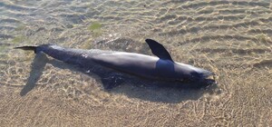 Отримай відповідь: що робити, якщо знайшли мертвого дельфіна в Одесі та області