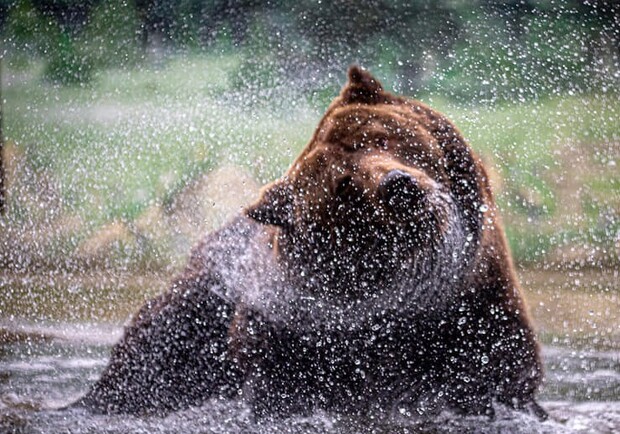 В Одесском зоопарке после зимы проснулись медведи. 