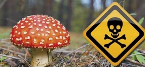 На Одещині жінка отруїлася консервованими грибами