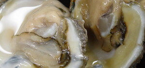 На Одещину завезли небезпечні устриці