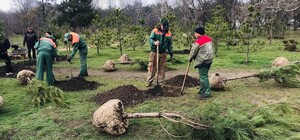 У Парку перемоги висадили алею сосен, яку подарували одесити