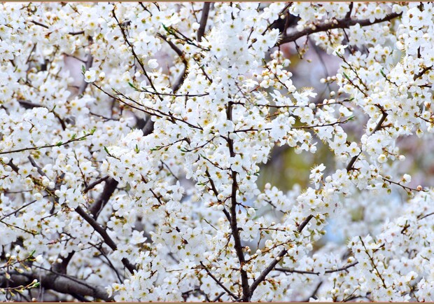 В одесский парк Победы пришла весна: смотри, как это красиво. 