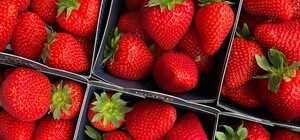 Покупців шокували ціни на полуницю у Львові — відео