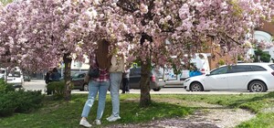 У Галицькому районі Львова з'явиться алея сакур 