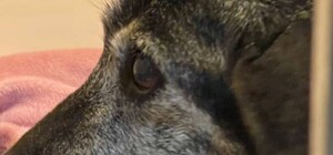 Что сейчас с собакой Чернушкой из Одессы, которую сбил водитель Mercedes