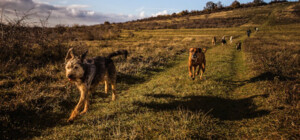 На Киевщине депутата облсовета покусали бродячие собаки - ВИДЕО