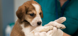 В Днепре бесплатно стерилизуют домашних собак: куда обращаться