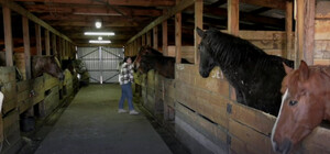 В Днепре спасают лошадей из Харьковщины, которых хотели съесть оккупанты