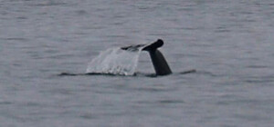 До узбережжя Одеської області припливли дельфіни