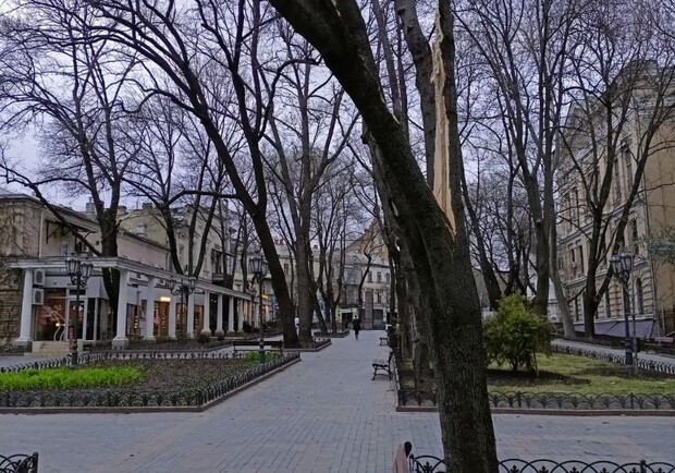 За сутки в Одессе упали более 100 деревьев. 