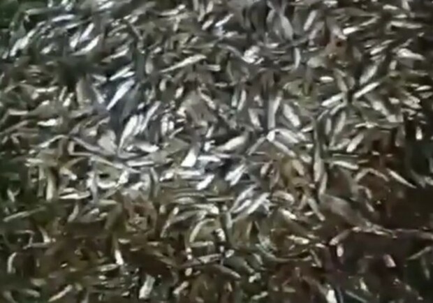 Почти полмиллиона гривен ущерба: в Одесской области изъяли невод с незаконно выловленными рыбой и креветками. 