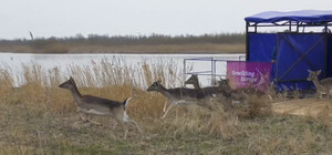 В Одеську область завезли шляхетних ланів та оленів