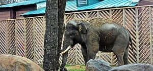 Киевский зоопарк приглашает всех желающих на показательное кормление слона: детали