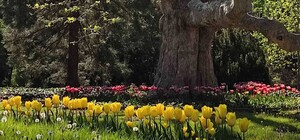 В Одесі відкрився ботсад: дивись, як там гарно