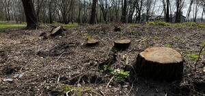 На Оболони ночью неизвестные вырубили 60 деревьев