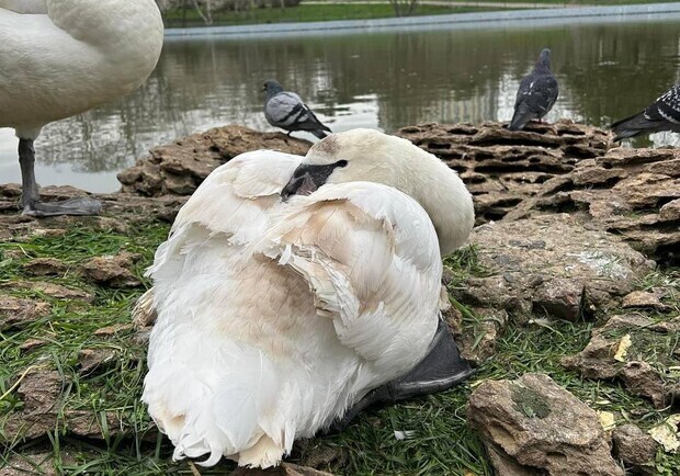 У поліції відкрили кримінальне провадження за фактом інвалідизації лебедя у парку Перемоги. 