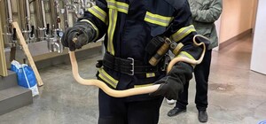 Достали змею и помогли человеку после ДТП на мосту: одесские спасатели отчитались за сутки