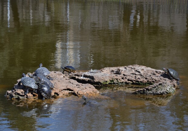В пруду парка Победы заметили мертвых черепах. 