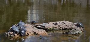 У ставку парку Перемоги помітили мертвих черепах