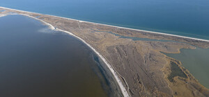 Мертві дельфіни та уламки ракет: експерти розповіли про злочини окупантів у Чорному морі