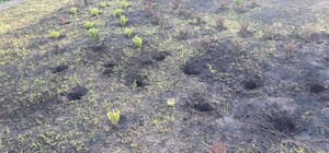 В Днепре в парке вандалы украли недавно посаженные кусты барбариса