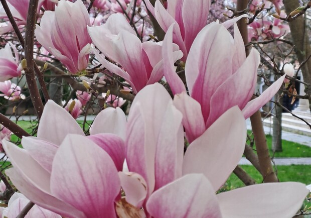 Магнолії, сакури та екзотичні квіти: в Одеському ботсаду розпочалося активне цвітіння - фото
