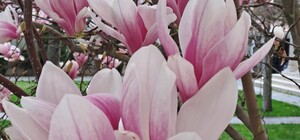 Магнолії, сакури та екзотичні квіти: в Одеському ботсаду розпочалося активне цвітіння