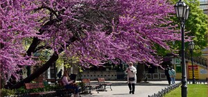 В одесском горсаду расцвело Иудино дерево