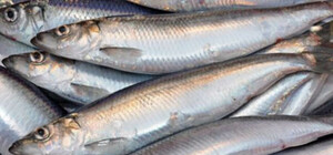 В Одесской области вводится запрет на вылов сельди 