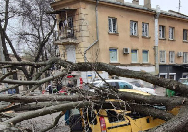 Из-за сильного ветра в Одессе произошел деревопад. 