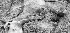 Під Одесою жінка вморила коня голодом