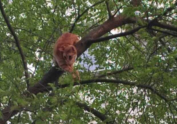 На Таїрова жінка залізла на дерево за котом і застрягла.
