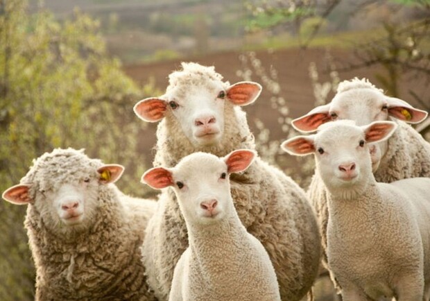 Культуру ведения овцеводства в Одесской области внесли в список нематериального наследия. 